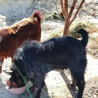 بزهای خوب فروشی (تروشت)|حیوانات مزرعه|پلان, |دیوار