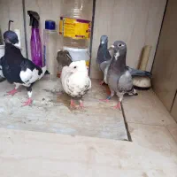 کفتر