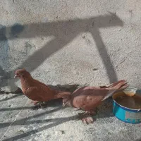 کفتر کبوتر راعبی رواعب با قفس دو طبقه|پرنده|قم, سالاریه|دیوار