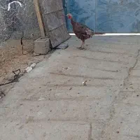 بوقلمون ماده