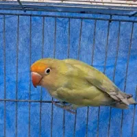 طوطی برزیلی نر