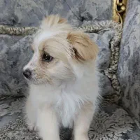 سگ شیتزومالتیز