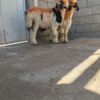 بره نر معاوضه با جو|حیوانات مزرعه|بهمن صغاد, |دیوار