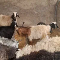 پنجبرهسهکهره|حیوانات مزرعه|زرقان, |دیوار