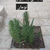 گل های طبیعی|گل و گیاه طبیعی|تربت جام, میان جام|دیوار