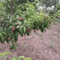 فروش-باغچه