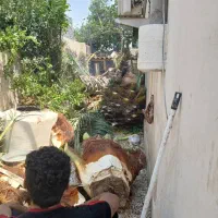 قطع نخل|خدمات باغبانی و درختکاری|بوشهر, |دیوار