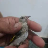 جوجه سهره دورگ عطیقه|پرنده|گنبد کاووس, |دیوار