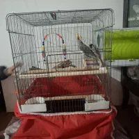 عروس هلندی نر۱سال ونیم وماده ۱ساله هر دو دستی