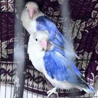 برزیلی اوپال