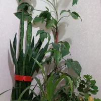 فروش گل گیاه آپارتمانی با گلدان ب علت کمبودجا