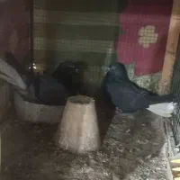 کبوتر اصفهانی دم سفید و کاغذی