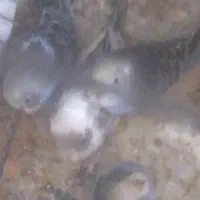 ۴ عدد مرغ عشق نر و مانده|پرنده|صومعه‌سرا, |دیوار