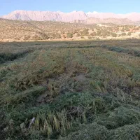 معاوضه-2250زمین-کشاورزی-برنجکاری