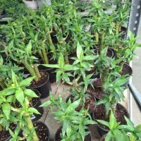 بامبو لوتوس|گل و گیاه طبیعی|تهران, عباسآباد|دیوار