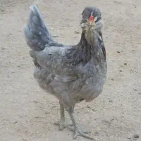 تخم نطفه دار گلین طوسی و پنگوئنی