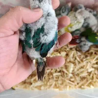 طوطی گرینچیک سرلاکی در رنگ های کلکسیونی|پرنده|قائمشهر, |دیوار