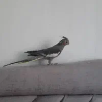 عروس هلندی|پرنده|عجب شیر, |دیوار