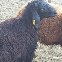 بره نر همو وهترو