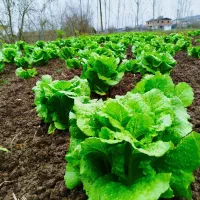 فروش کاهو محلی در بابل بندپی غربی 1000 متری