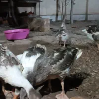 غاز  هشت ماهه|حیوانات مزرعه|ساری, |دیوار