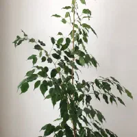 گل بنجامین|گل و گیاه طبیعی|مراغه, |دیوار