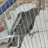 عروس هلندی ماده|پرنده|دوگنبدان, |دیوار