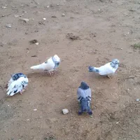 دونی ۴۰۰|پرنده|سقز, |دیوار