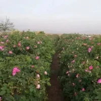 گلاب و عرقیات گیاهی کاشان