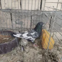 کبوتر|پرنده|یزد, |دیوار