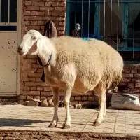 میش 90 کیلو فروشی