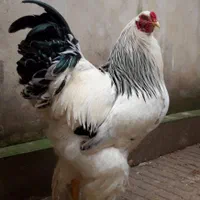 نیمچه خروس برهما لایت رومانی ، امپراطور ، امپراتور|حیوانات مزرعه|ساری, |دیوار