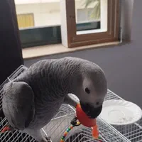 کاسکو سخنگو