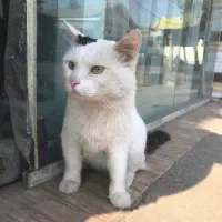 فروش گربه پرشین وان ترکیش نر|گربه|رشت, یخسازی|دیوار