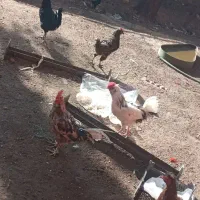 خروس گلین جوان همه جوجه امسال|حیوانات مزرعه|شاهینشهر, خانه کارگر|دیوار