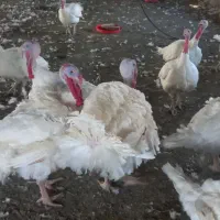 بوقلمون بیوتی سالم ارگانیک..