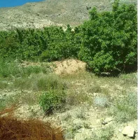 روستا پسندویه باغ با درختان ثمری و سهمیه آب|فروش زمین و ملک کلنگی|کوهبنان, |دیوار