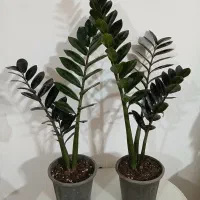 گل طبیعی زاموفیلیا بلک(هدیه روز مادر)