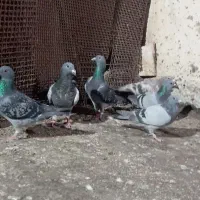 کبوتر|پرنده|رضویه, |دیوار