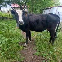 گاو. کل. گوساله جرسی