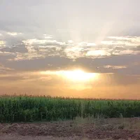 ذرت علوفه ای درجه یک