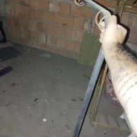 لوازم و دکور بوتیک|فروشگاه و مغازه|ساری, |دیوار