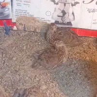 جوجه