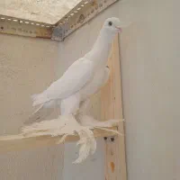 کبوتر کفتر پاپر