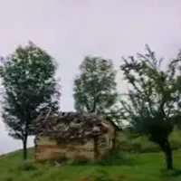 برش و هرس درخت و درختان اضافی و خشک شده