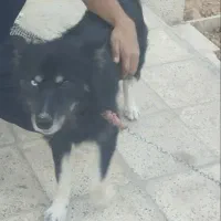 سگ دورگه هاسکی،ژرمن|سگ|بجنورد, |دیوار