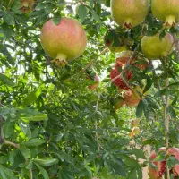 فروش-زمین-باغی-2000متر