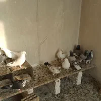 کبوتر|پرنده|اصفهان, مصلی|دیوار