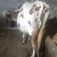 گاو شیری