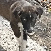 فروش تعدادی توله سگ|سگ|شبستر, |دیوار